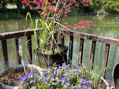 -洋湖国家湿地公园