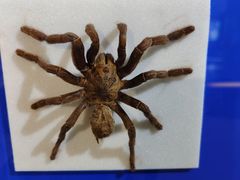 -上海昆虫博物馆