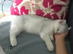 -lincat·猫舍(广州店)