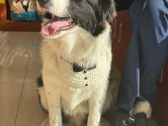 -艾贝尔宠物医院 ·内科全科(梁溪路店)