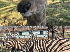 -宿豫区运河湾森林动物园