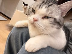 -有喵·猫咖·狗咖·30几只猫10只小狗(岗厦店)