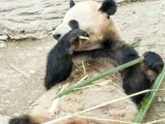 -都江堰中华大熊猫苑