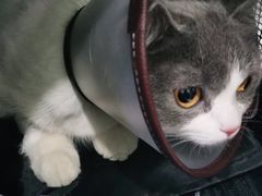 -佳雯宠物医院(金华南路分院)