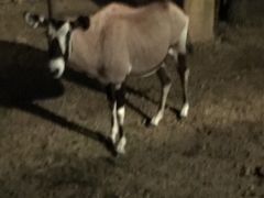 -清迈夜间动物园