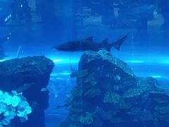 -迪拜水族馆及水下动物园