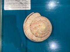 -青岛贝壳博物馆
