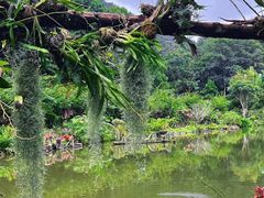 -深圳仙湖植物园