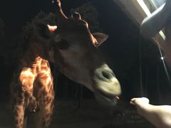 -清迈夜间动物园