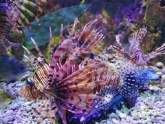 -太平洋海底世界