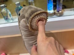 -凤凰中心