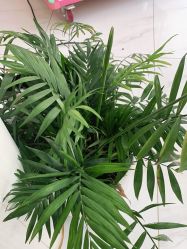 -OAE日式皮肤管理お肌の