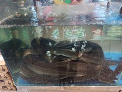 -本炙炭烤·蒲烧活鳗料理店(金沙洲店)