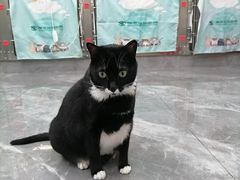 -东莞宠友24H宠物中心医院·转诊夜诊·异宠(新河北路院)