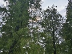 -飞来湖湿地公园