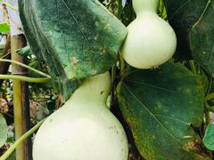 -马陆小张葡萄园农家乐