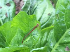 -正宗高流河饭店原创风姜鸡
