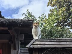 -龙华素斋(龙华路店)