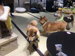 -逗柴咖啡屋·狗咖猫咖宠物桌游