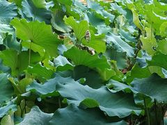 -四川大学(华西校区)