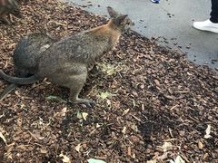 -费瑟代尔野生动物园