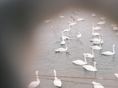 -烟墩角天鹅湖