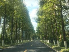 -黄海国家森林公园