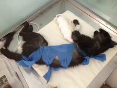 -纳吉亚猫专科动物医院(康都外科中心)