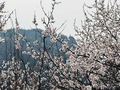 -康陵正德春饼宴26号