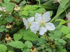 -上海佘山国家森林公园天马山园