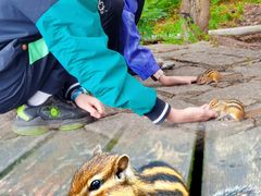 -五营红松林海景区