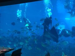 -海棠湾洲际-涛·海底餐厅·美人鱼·自助餐·海底隧道