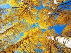 -乌兰布统景区-白桦林