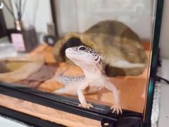 -酷以爬仙阁实体爬宠店·守宫·蜥蜴·专业繁育