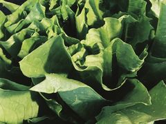 -财神鸡煲(华强北店)