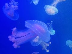 -海合安青岛极地海洋公园