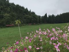 -武陵山森林公园