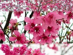 -天适樱花悠乐园