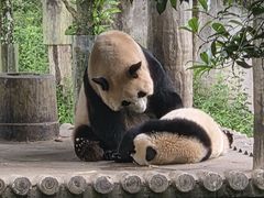 -中国大熊猫保护研究中心雅安碧峰峡基地