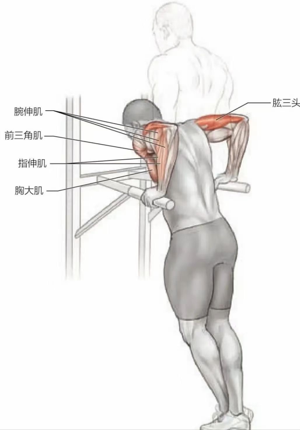 双杠臂屈伸标准图片