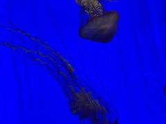 -上海海洋水族馆