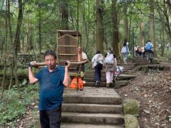 -天目山大树王景区