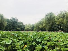 -莲湖公园