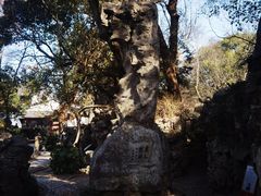 -绮园景区