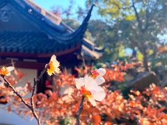 -香雪海