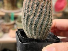 -金三角花鸟鱼综合市场-地面停车场