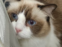 -创凡宠物医院·骨专科  猫科中心(西乡分院)