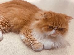 -藏猫猫咖啡主题馆(中央大道店)