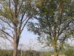 -素山寺森林公园