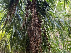 -海南霸王岭国家森林公园